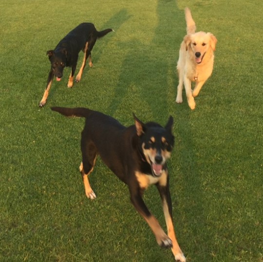 3 running dogs on grass 540